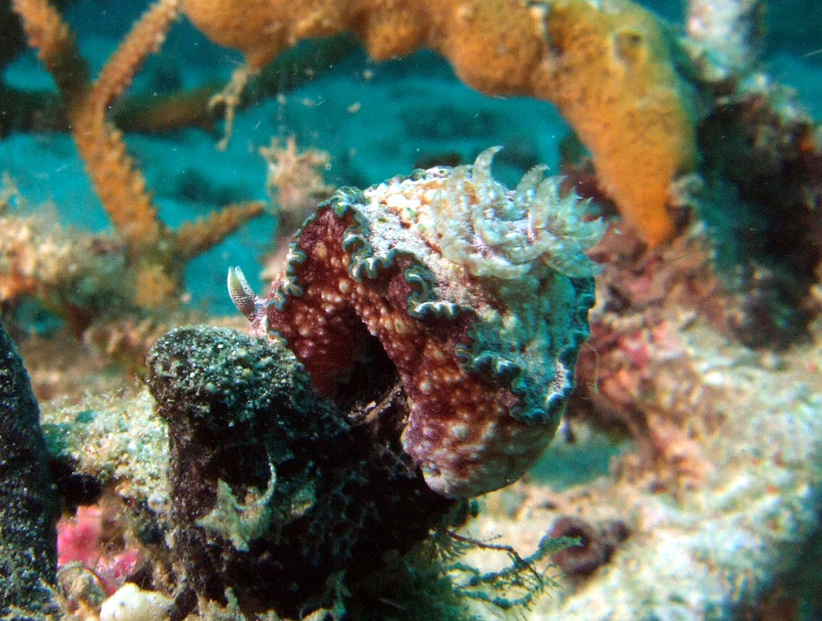 Glossodoris cincta